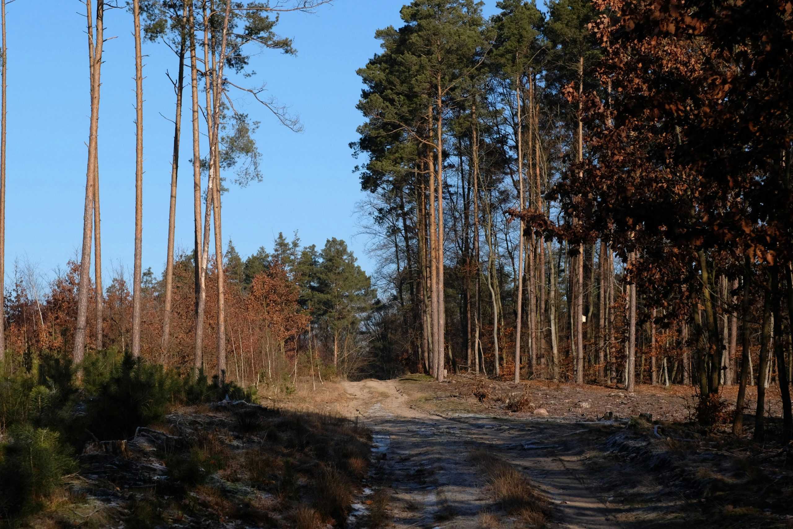 pexels szafran 36005961